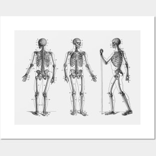 In Motion Skeletal Diagram - Vintage Anatomy Posters and Art